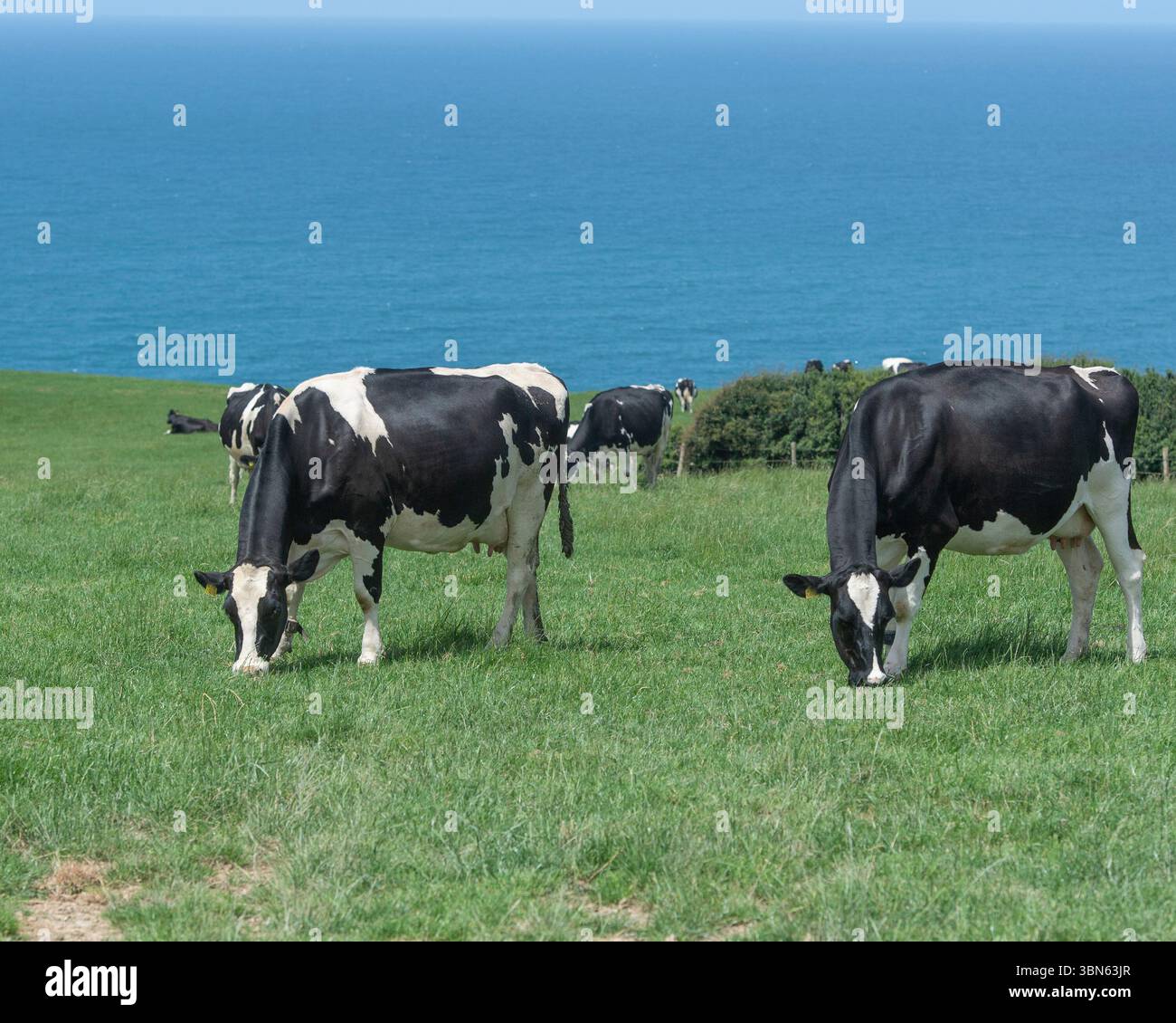 mandria di mucche che pascolano sulla scogliera Foto Stock