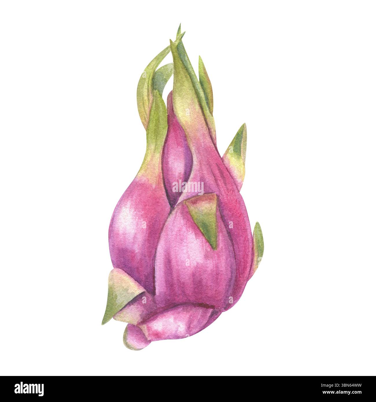 Illustrazione in acquerello di pitahaya rosa con punte verdi fresche sfondo isolato. Succoso ed esotico cactus di Dragon Fruit per un design gastronomico tropicale Foto Stock