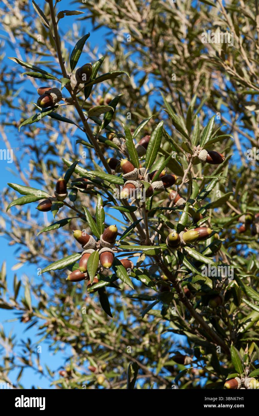 Il ramo di Quercus ilex si chiude Foto Stock