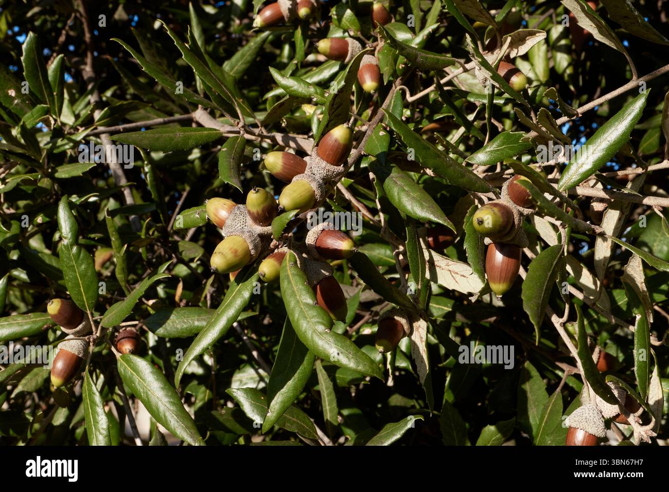 Il ramo di Quercus ilex si chiude Foto Stock