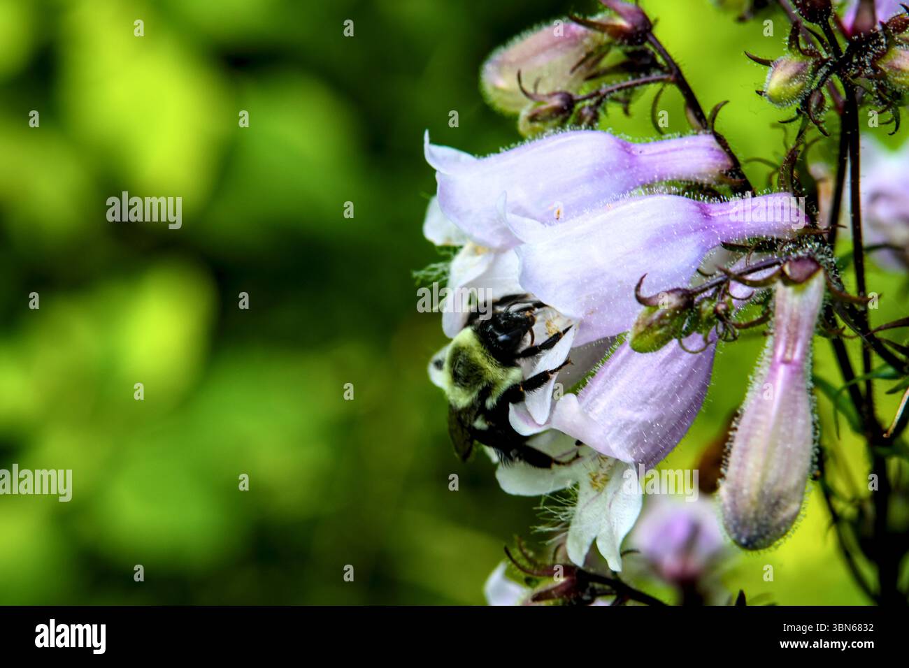 Bumblebee che impollina un Fiore della lingua del barbiere viola chiaro in natura Foto Stock