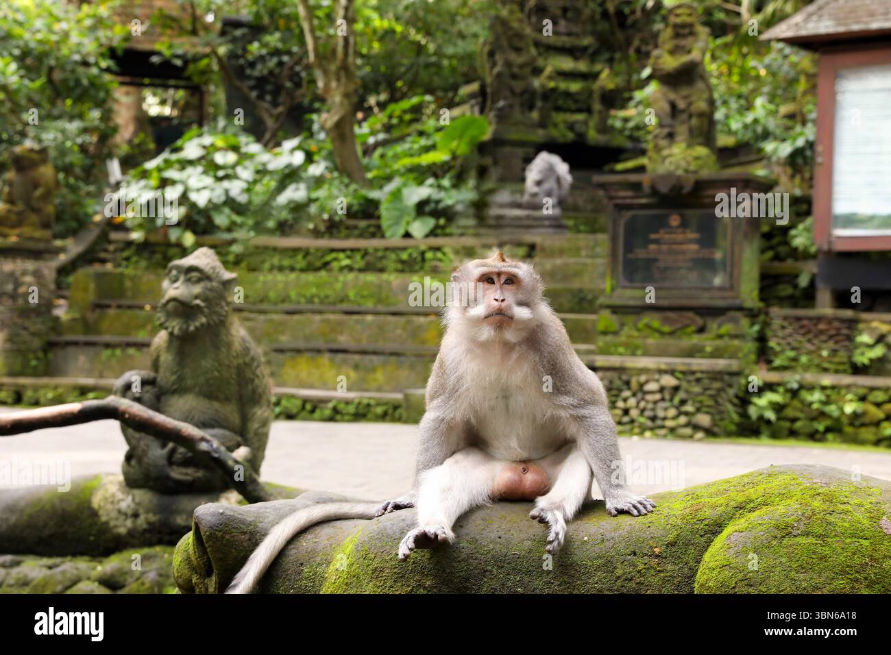 Simpatica scimmia seduta su una statua ricoperta di muschio all'aperto Foto Stock