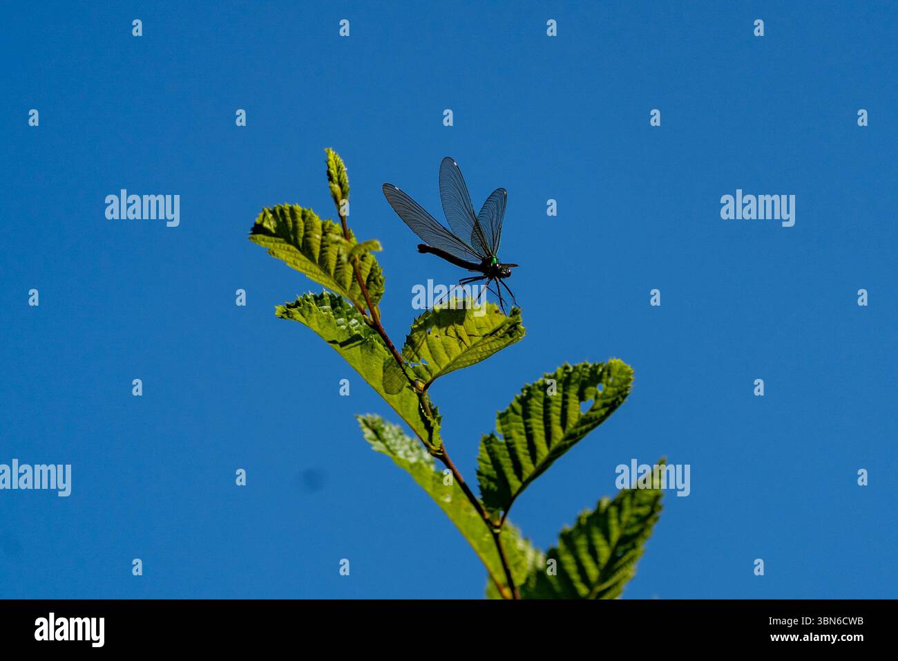 Damselfly arroccato su una foglia verde contro un cielo azzurro Foto Stock