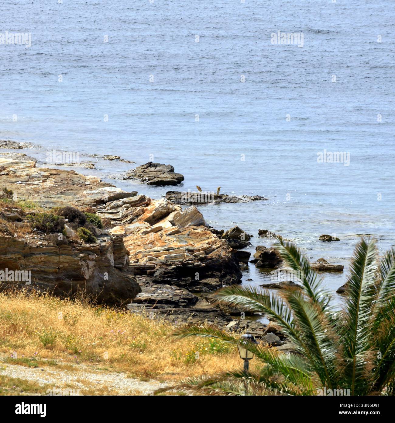 Scenario costiero con le scorribande di bestiame occidentali (bubulcus ibis) in lontananza, l'isola greca di Tinos, il gruppo di isole delle Cicladi, Grecia, UE Foto Stock