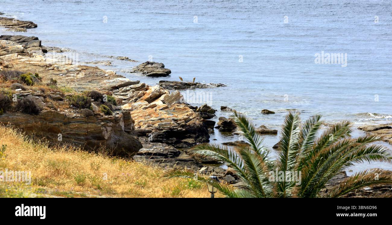 Scenario costiero con le scorribande di bestiame occidentali (bubulcus ibis) in lontananza, l'isola greca di Tinos, il gruppo di isole delle Cicladi, Grecia, UE Foto Stock