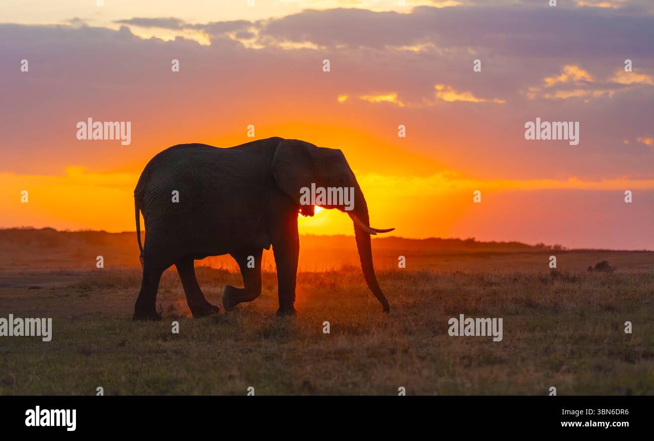 Elefante afoso cespuglio africano silhouette contro il sole tramontante Foto Stock