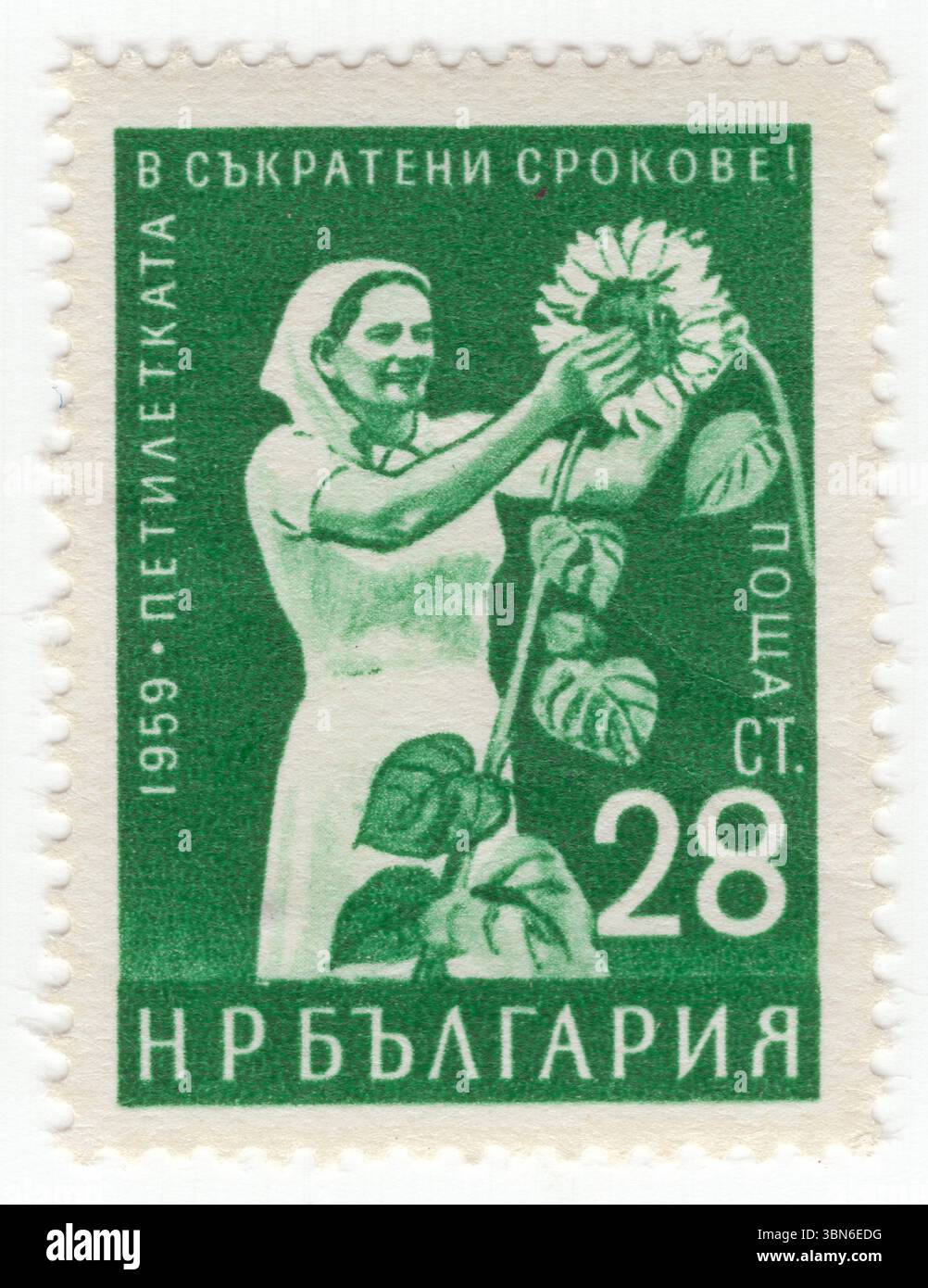 BULGARIA — 1960 luglio 9: 28 stotinki francobollo verde brillante raffigurante la donna che raccoglie i girasoli. Completamento anticipato del piano quinquennale. Helianthus Annuus è un grande forb annuale del genere Helianthus. È comunemente coltivato come coltura per i suoi semi oleosi commestibili. Oltre alla produzione di olio da cucina, è anche utilizzato come foraggio per bestiame, come cibo per uccelli, in alcune applicazioni industriali e come ornamentale nei giardini domestici. È anche e può essere utilizzato per cucinare e insalate. L'olio di girasole viene utilizzato per cucinare, come olio vettore e per produrre margarina e biodiesel, in quanto è più economico dell'olio d'oliva Foto Stock