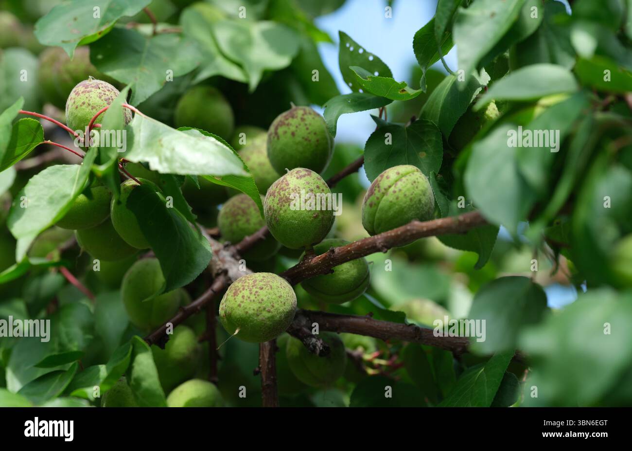 Primo piano di albicocche verdi non mature su un ramo di albero, ricoperte di macchie marroni da un'infezione fungina. Foto Stock