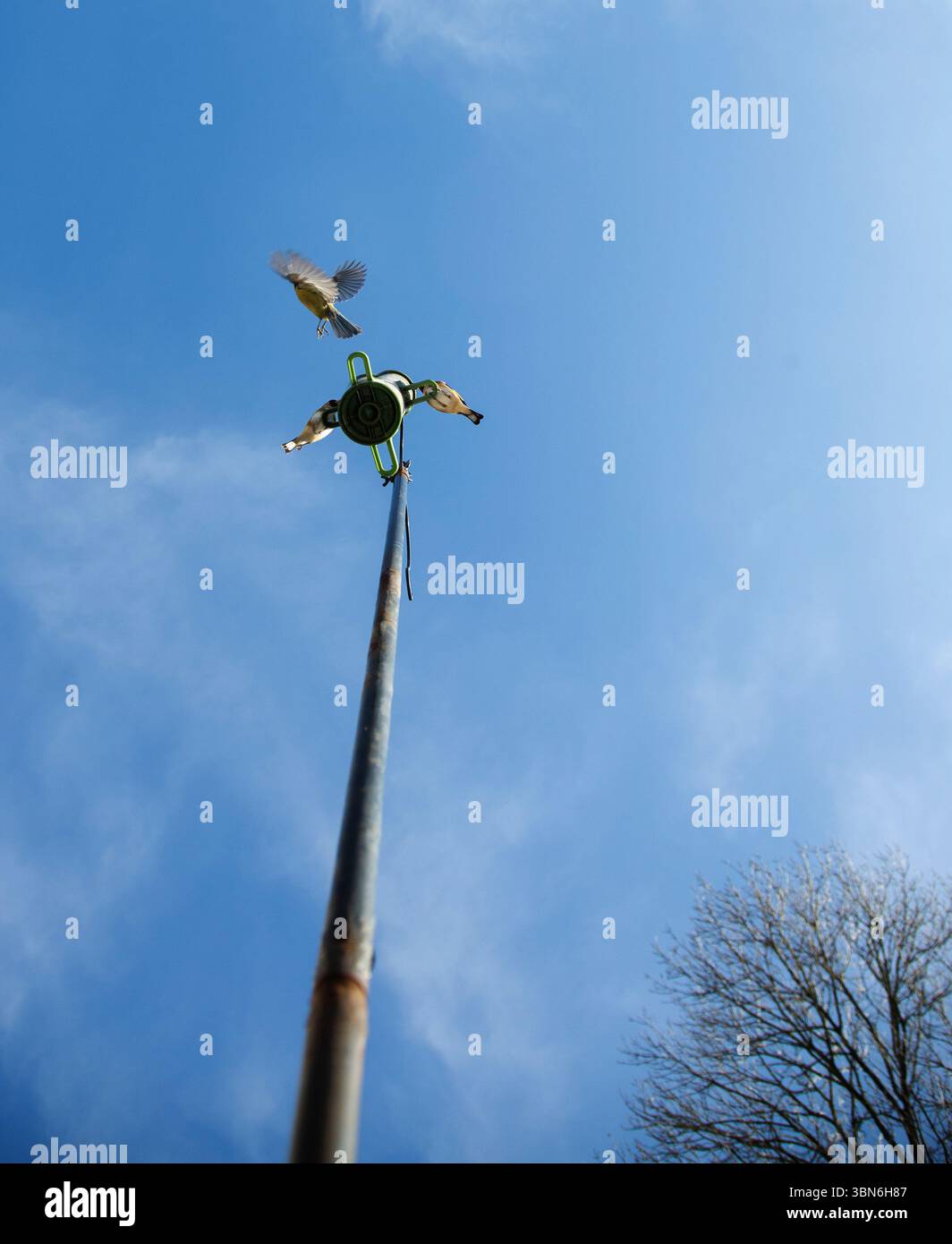 Uccelli selvatici in giardino in visita a un mangime di semi, Regno Unito Foto Stock