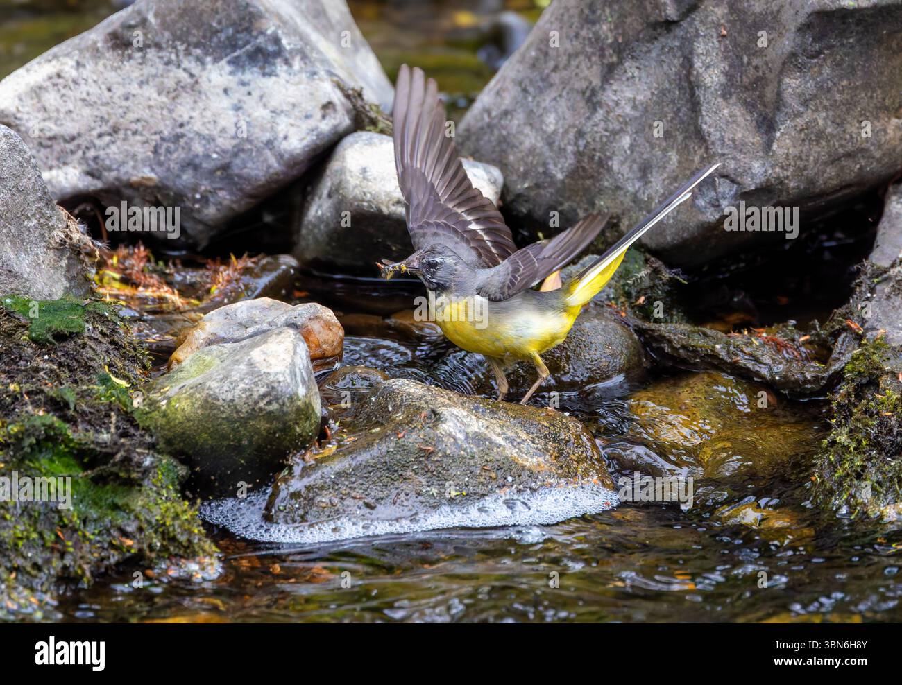 L'uccello grigio "Motacilla cinerea" con insetti in becco apre le ali per volare dai massi nel fiume. River Dodder, Dublino, Irlanda Foto Stock