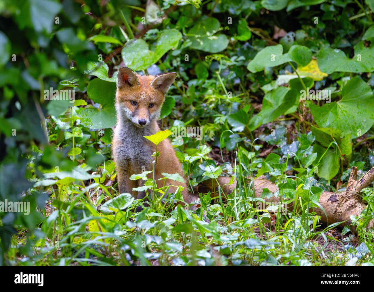 Giovane cucciolo di volpe rosso 'Vulpes vulpes' seduto nella foresta verde che fissa o si concentra su una singola foglia. Concetto di concentrazione o curiosità. Dublino, Irlanda Foto Stock