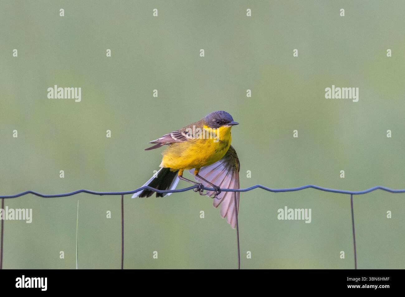Wagtail giallo (Motacilla flava) Foto Stock