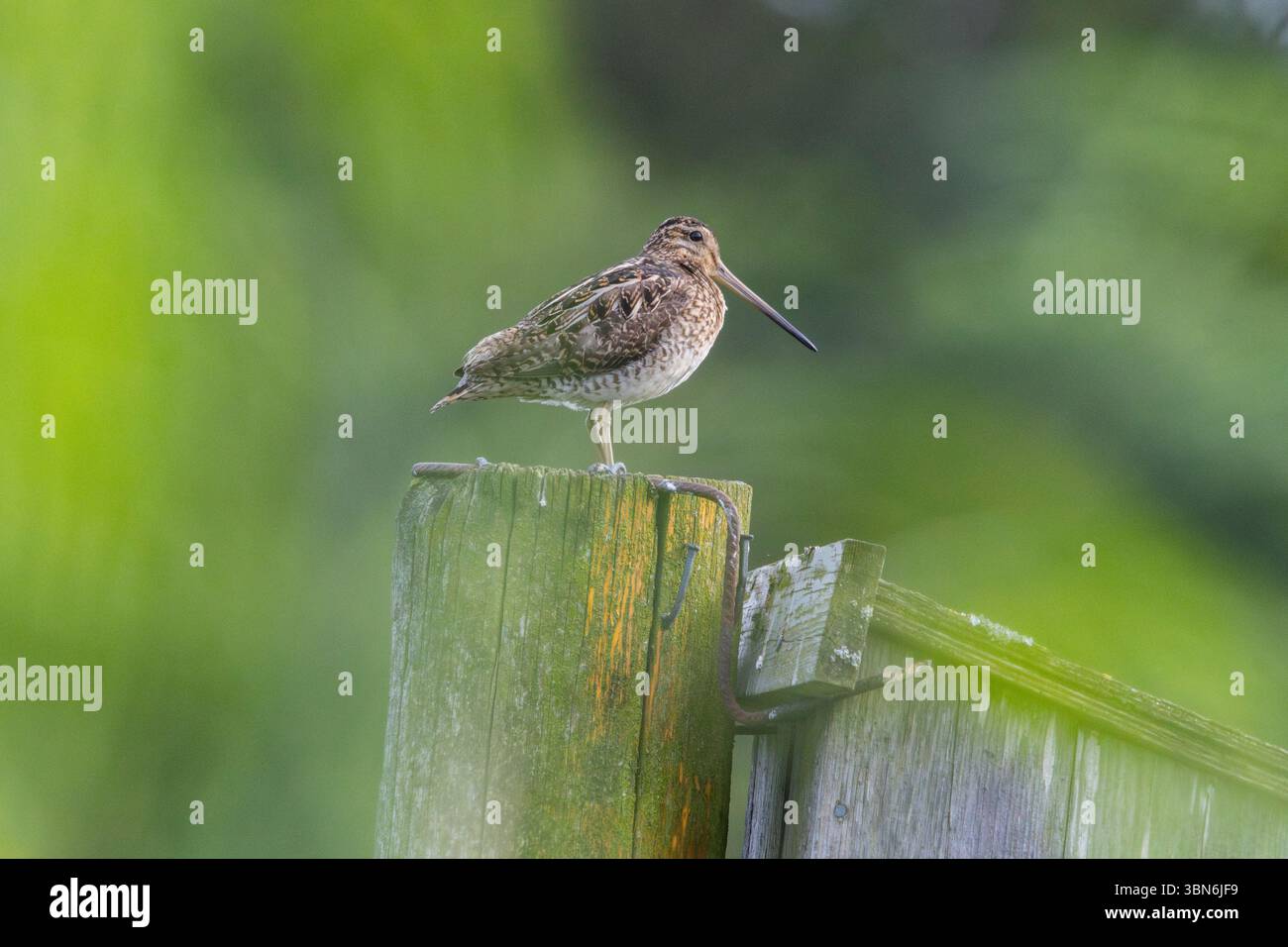 Beccaccino (Gallinago gallinago) Foto Stock
