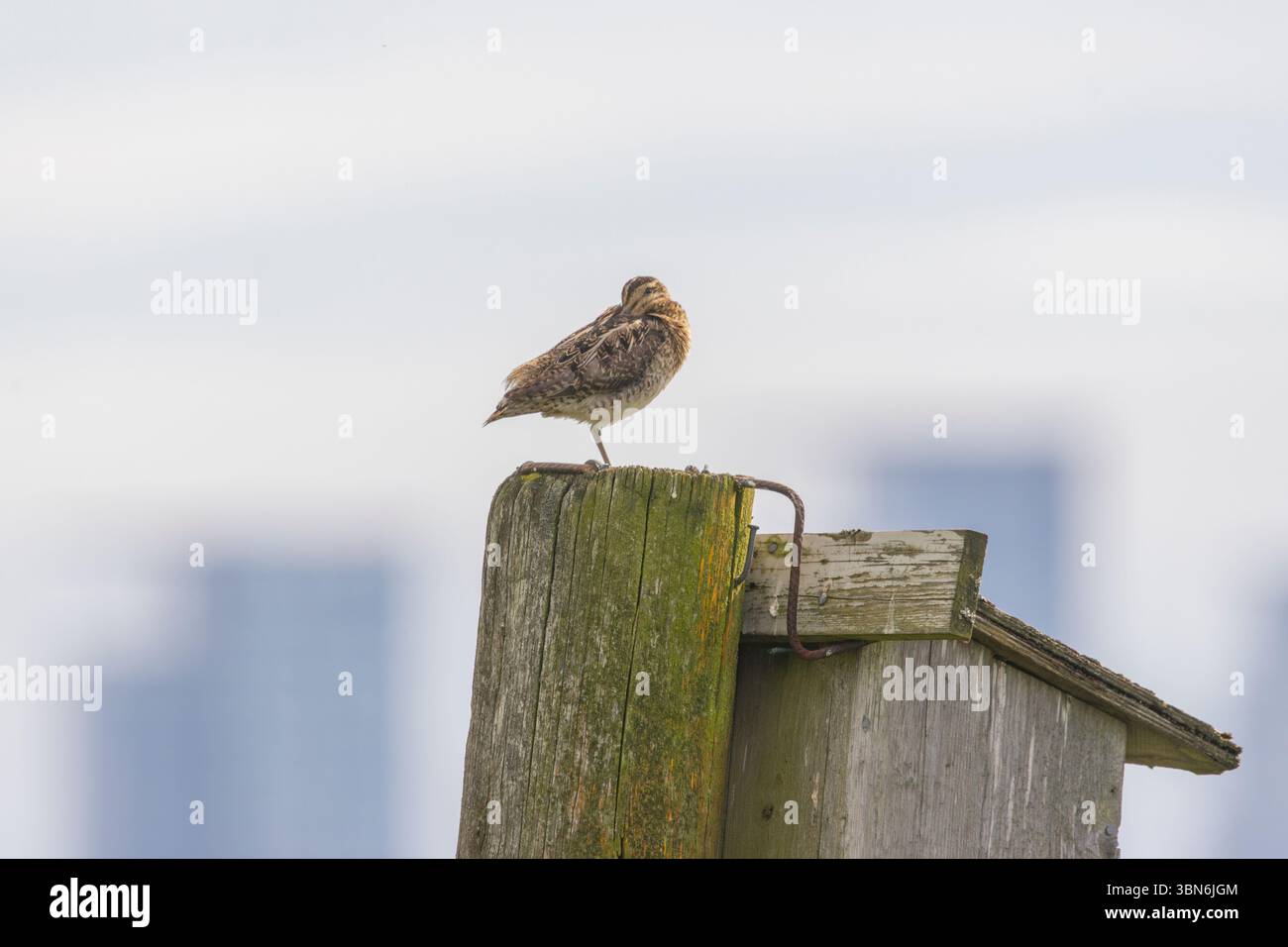 Beccaccino (Gallinago gallinago) Foto Stock