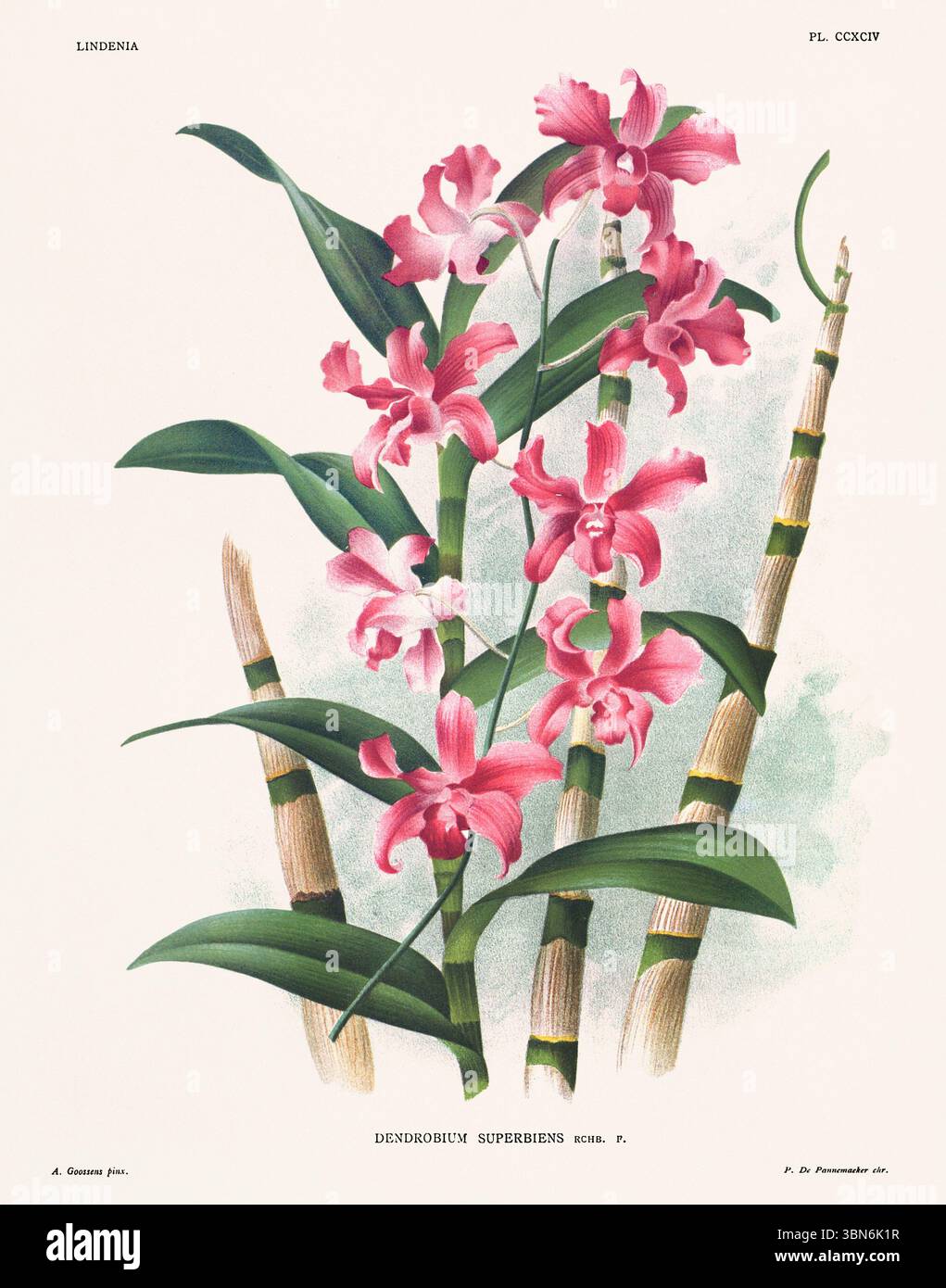 Illustrazione dei fiori di orchidea di dendrobium superbiens. design floreale del xix secolo. Antica opera botanica francese. CA 1890. Foto Stock