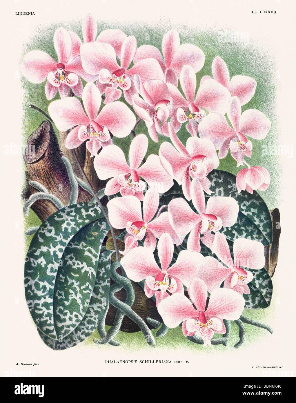 Fiori di orchidea illustrazione di phalaenopsis schilleriana. design floreale del xix secolo. Antica opera botanica francese. CA 1890. Foto Stock