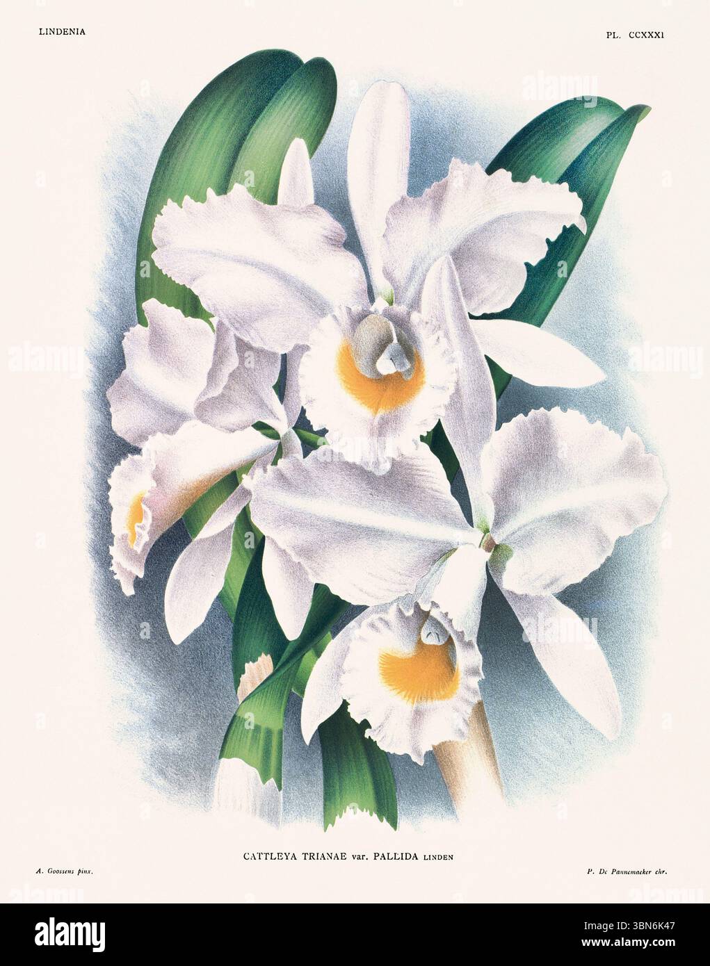 Illustrazione dei fiori di orchidea di cattleya trianae. design floreale del xix secolo. Antica opera botanica francese. CA 1890. Foto Stock