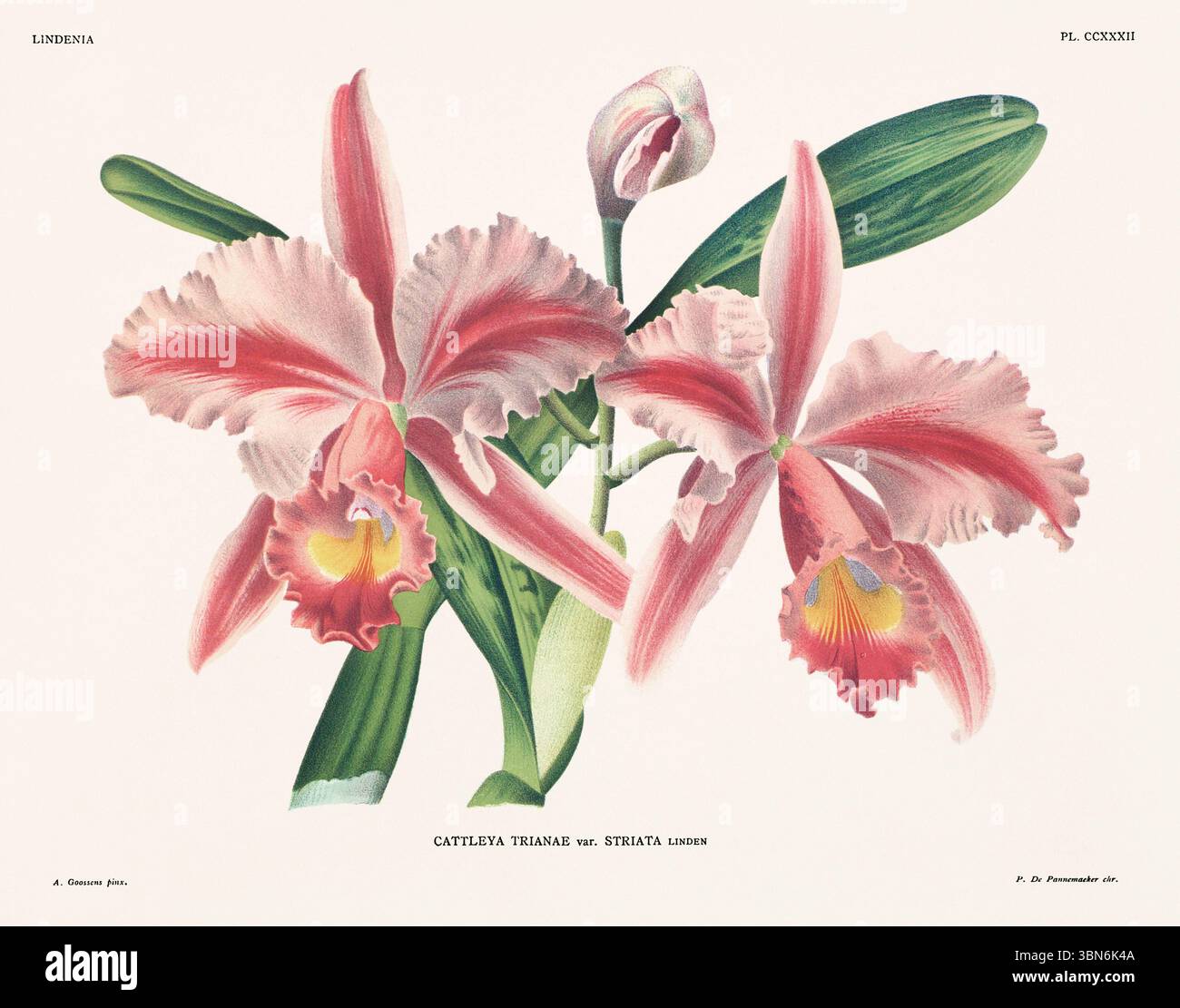 Illustrazione dei fiori di orchidea di cattleya trianae. design floreale del xix secolo. Antica opera botanica francese. CA 1890. Foto Stock