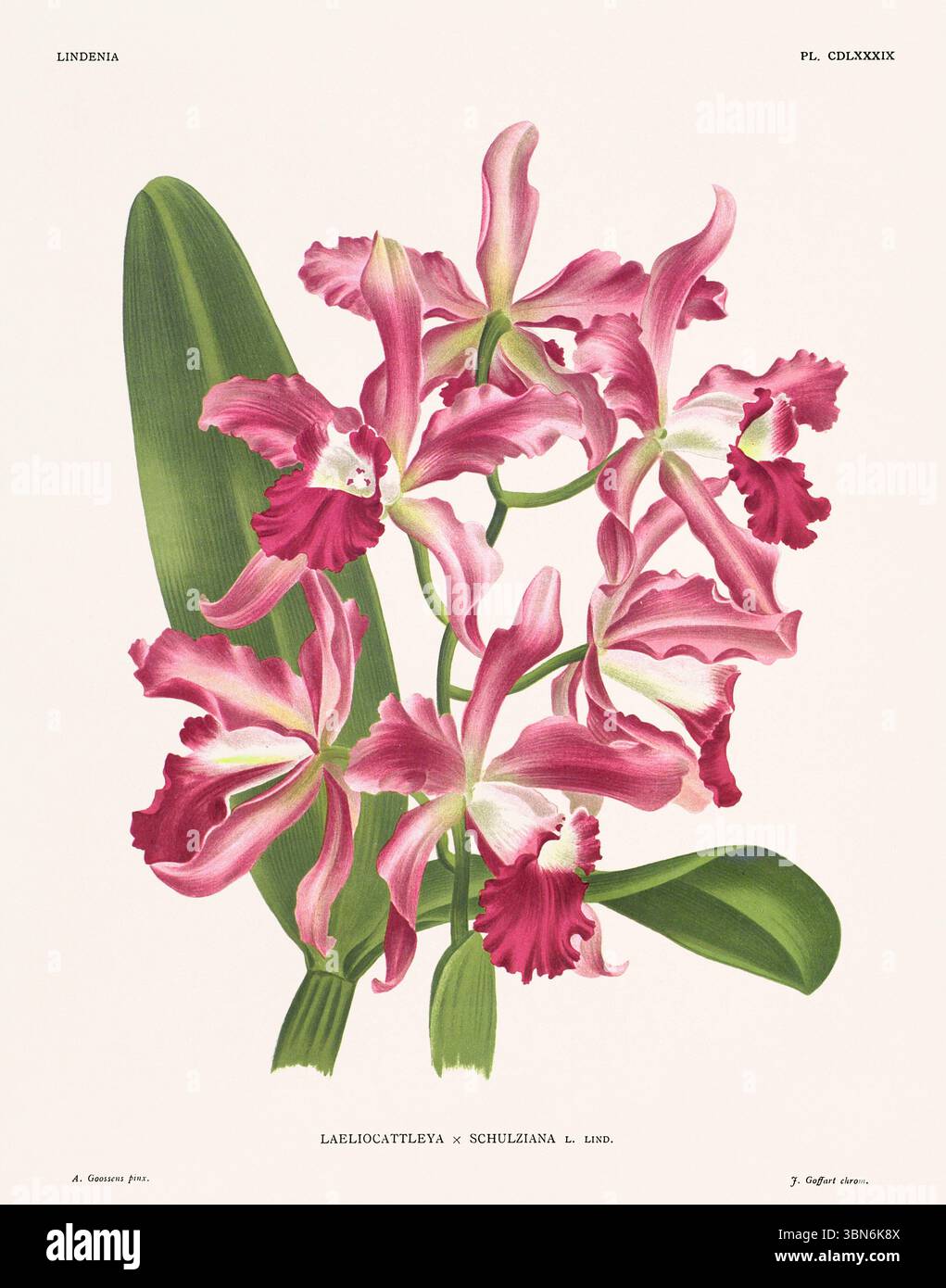 Fiori di orchidea illustrazione di laeliocattleya. design floreale del xix secolo. Antica opera botanica francese. CA 1890. Foto Stock