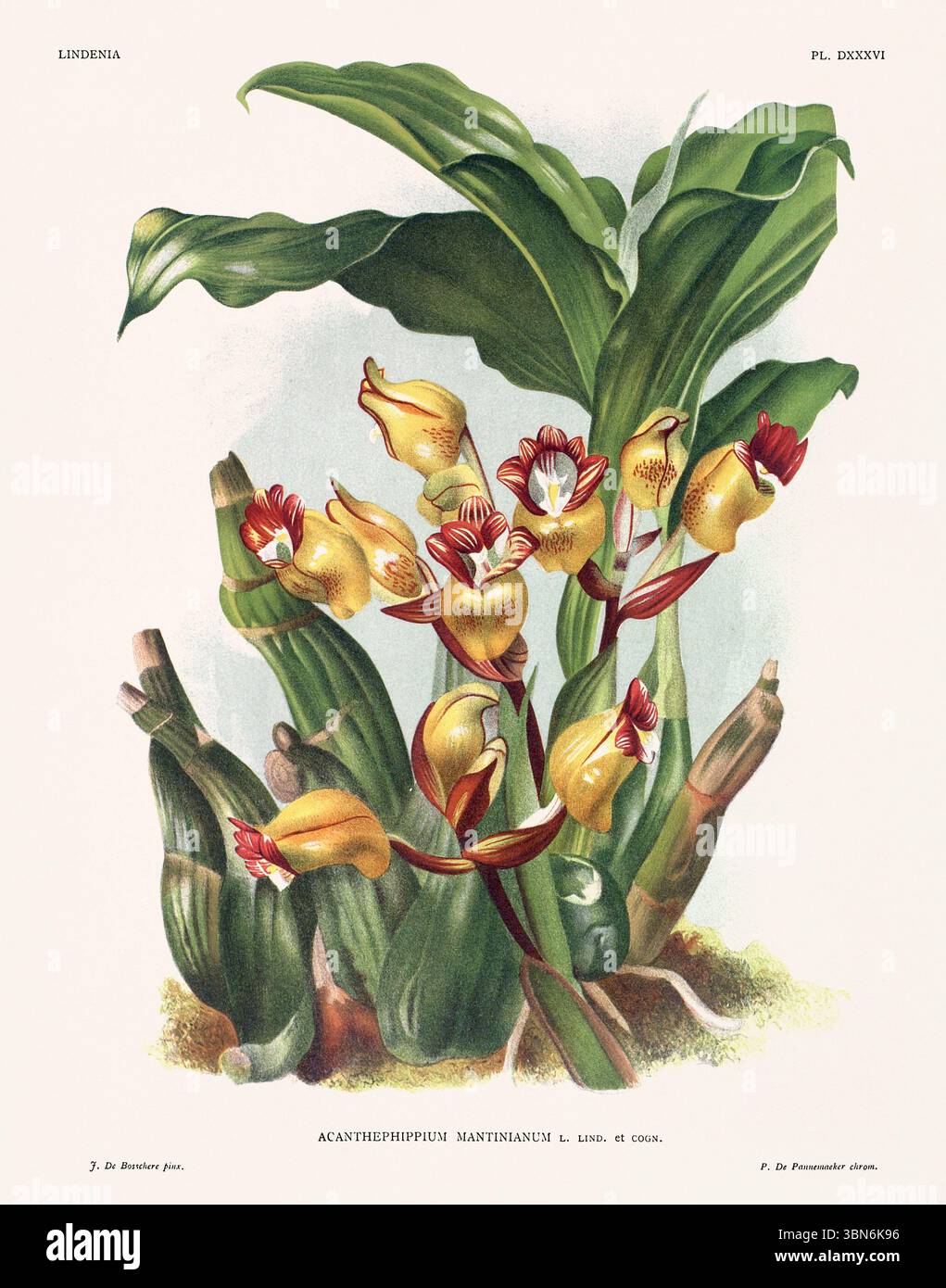 Fiori di orchidea illustrazione di acanthephippium mantinianum. design floreale del xix secolo. Antica opera botanica francese. CA 1890. Foto Stock