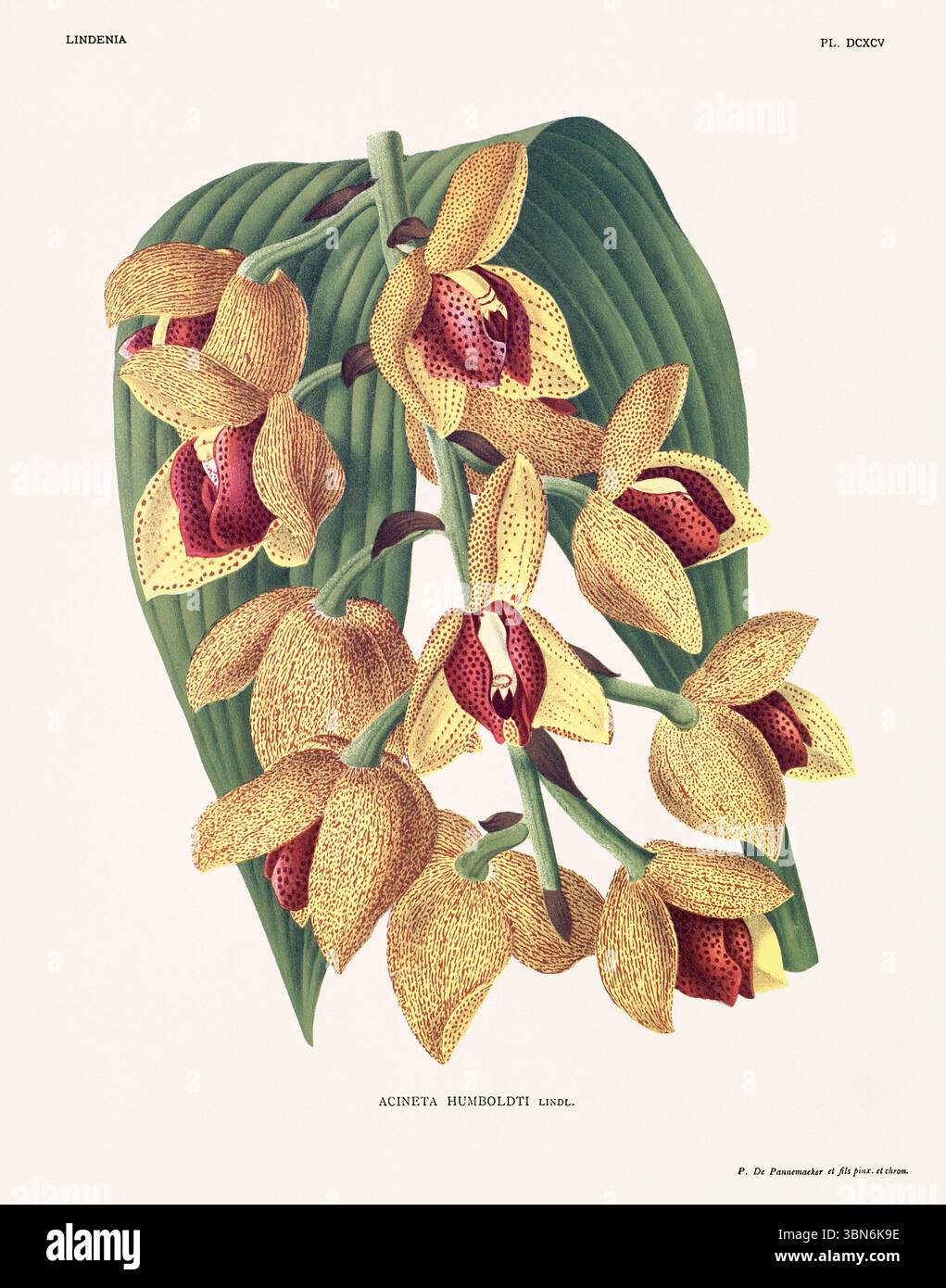 Fiori di orchidea illustrazione di acineta humboldti. design floreale del xix secolo. Antica opera botanica francese. CA 1890. Foto Stock