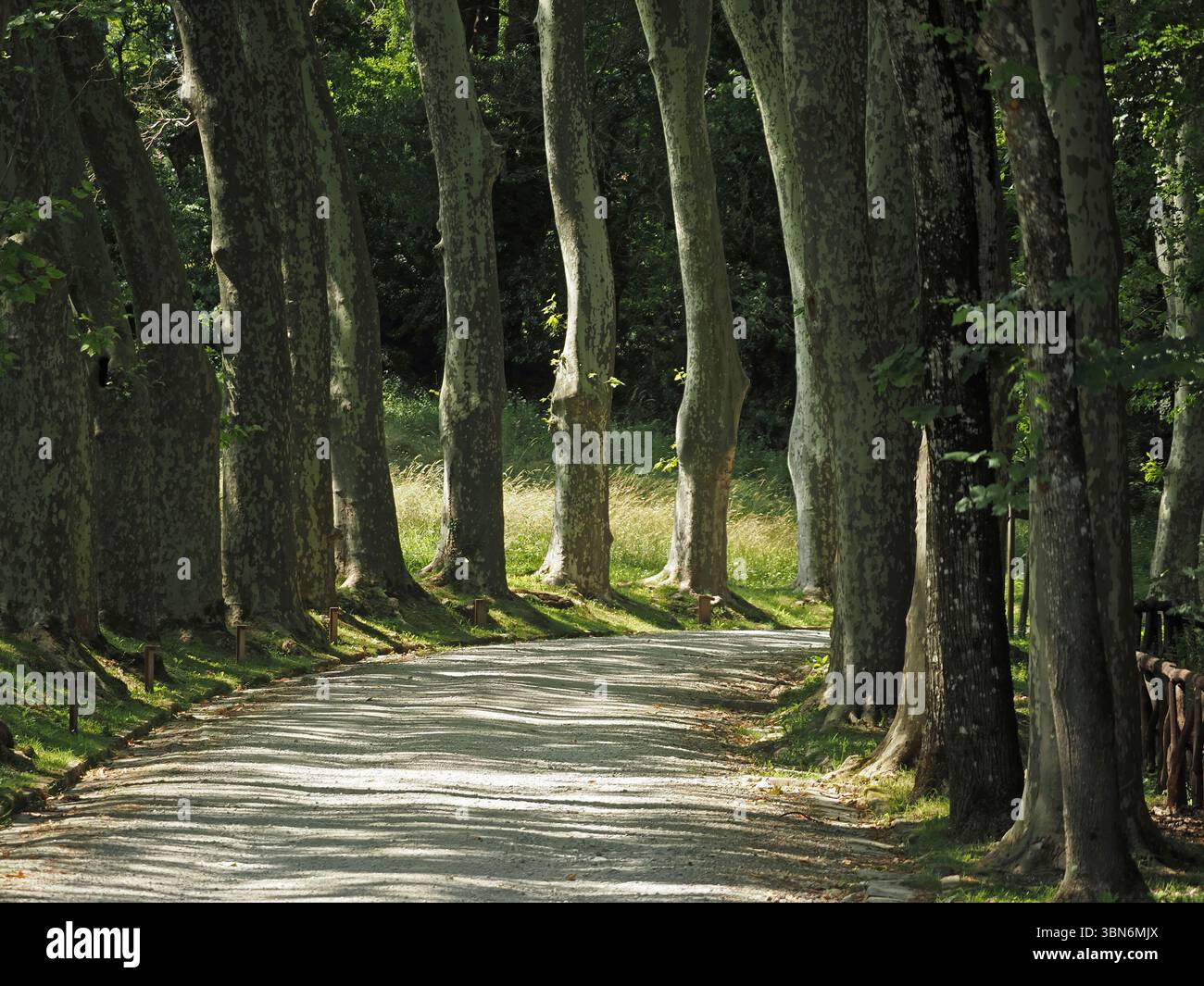 Luce e ombra di tronchi verticali irregolari di platani maturi (Platanus orientalis) su vialetto alberato a Pratolino, Firenze, Italia Foto Stock