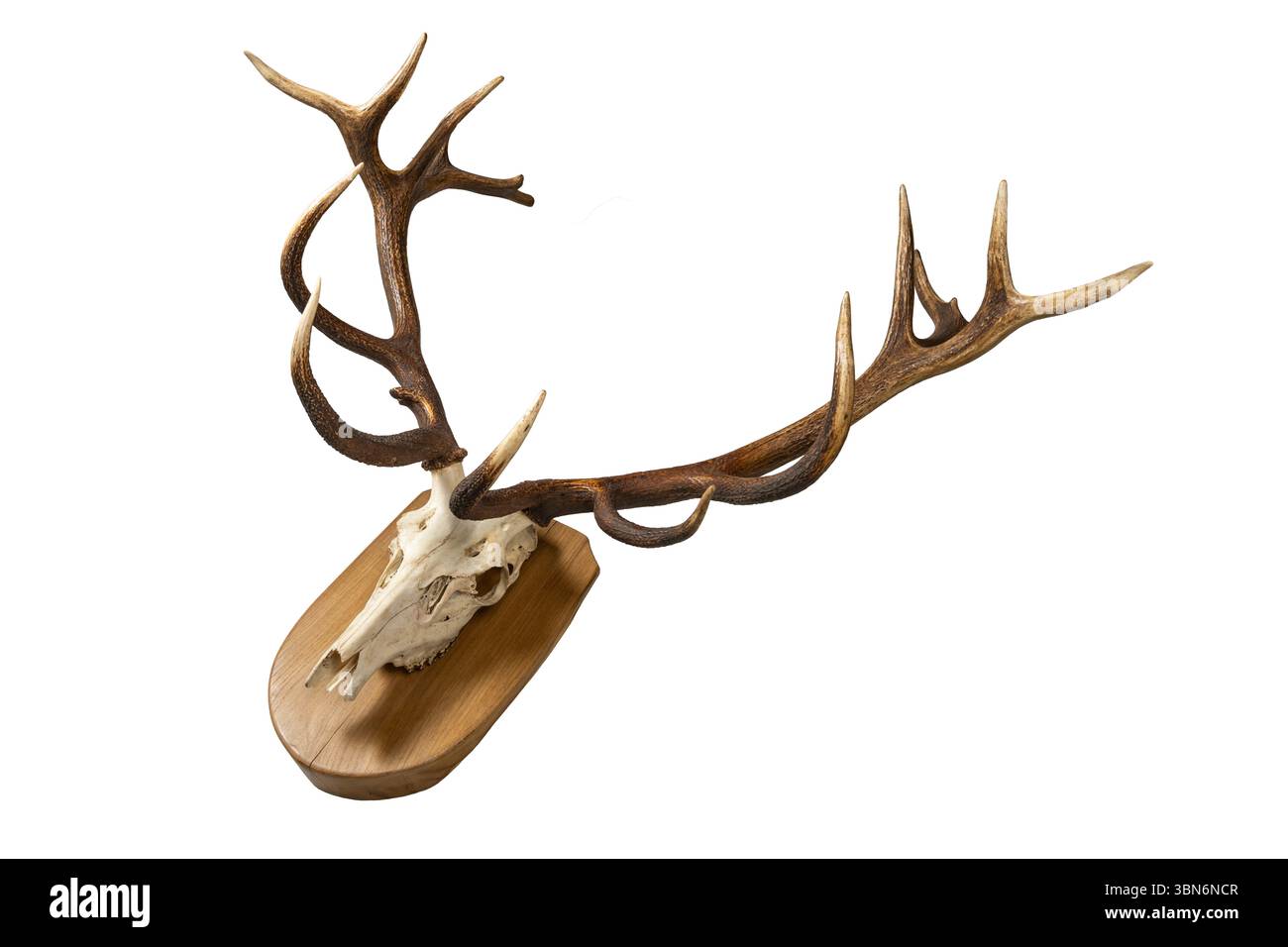 Teschio di cervo con palchi su tavola di legno. Teschio di cervo appeso come ornamento da caccia. Foto Stock