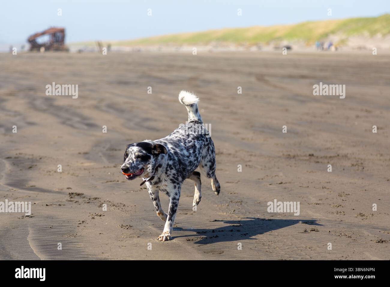 Warrenton, Oregon, USA - 22 aprile 2018: Un cane dalmata corre sulla spiaggia con una palla in bocca, godendosi una giornata di sole vicino al Peter Iredale Foto Stock
