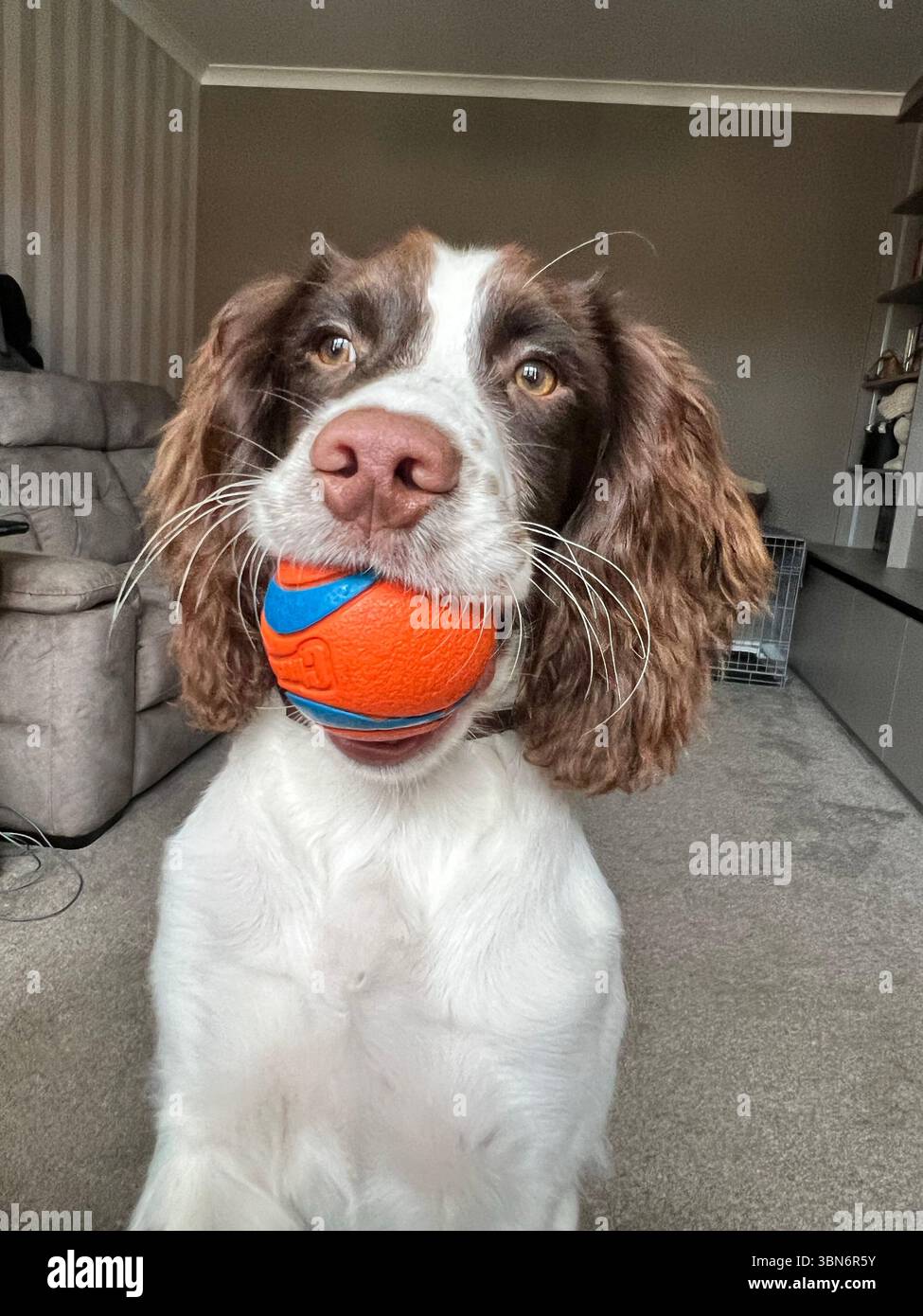 Il cucciolo di spaniel Springer dopo essersi saltato su una sedia con una palla arancione e blu in bocca che voleva giocare - Immagine stock catturata con smartphone