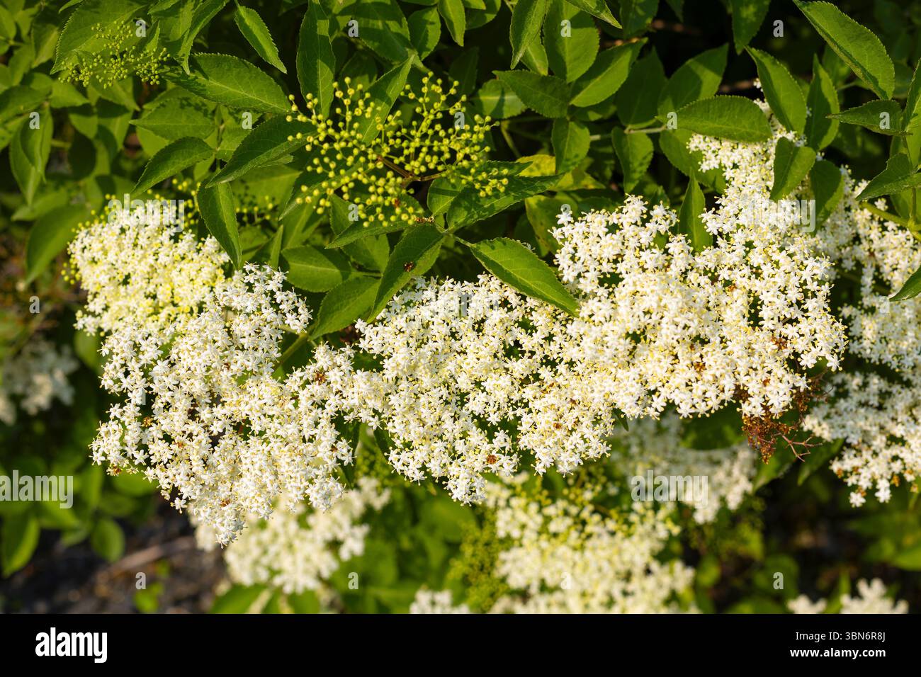 Albero anziano (Sambucus nigra) Foto Stock