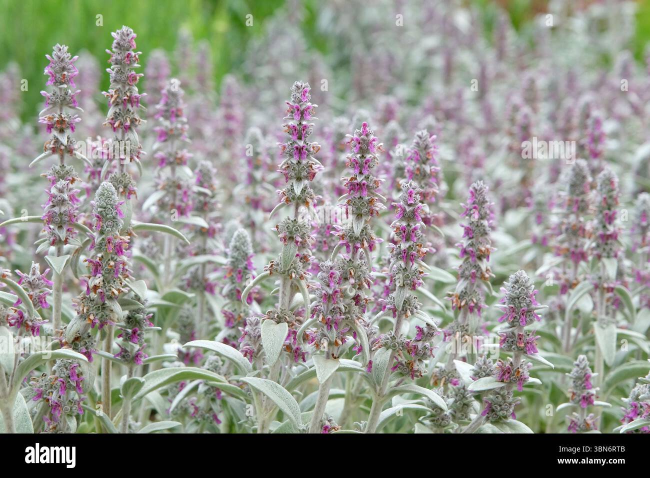 Le guglie grigie e viola di Stachys byzantina, note anche come orecchie di agnello, in fiore. Foto Stock