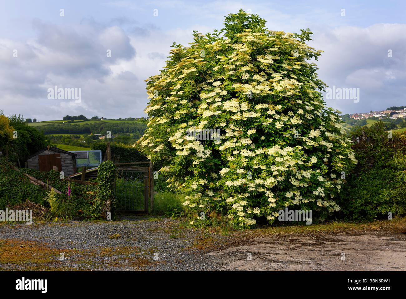 Albero anziano (Sambucus nigra) Foto Stock
