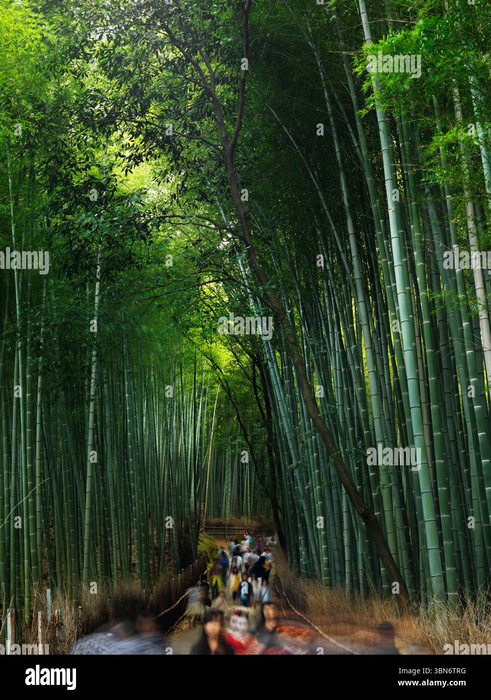 Arashiyama foresta di bamboo a Kyoto, in Giappone. Foto Stock