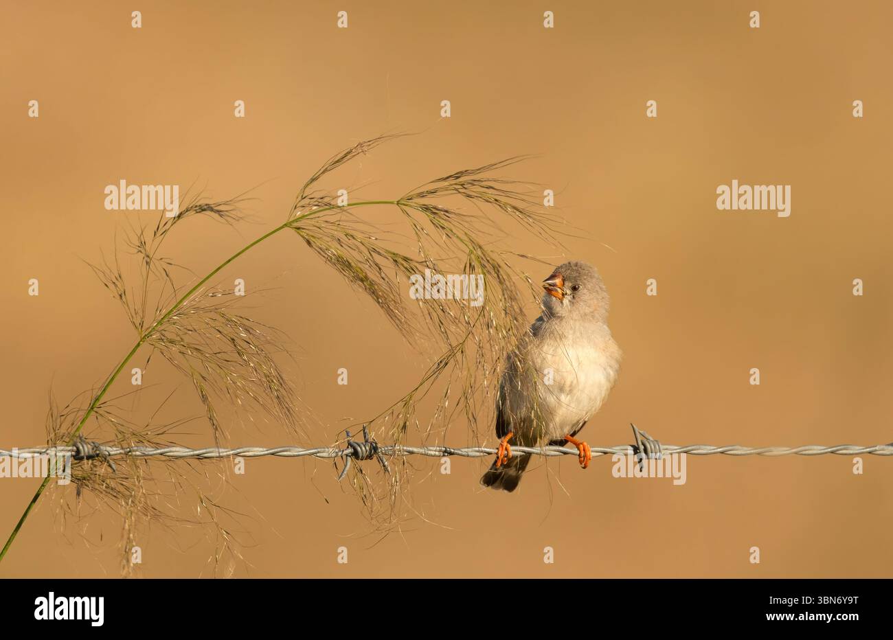 Giovane Zebra Finch (Taeniopygia guttata) che riposa su filo di recinzione che mangia semi d'erba nel Queensland, Australia. Foto Stock