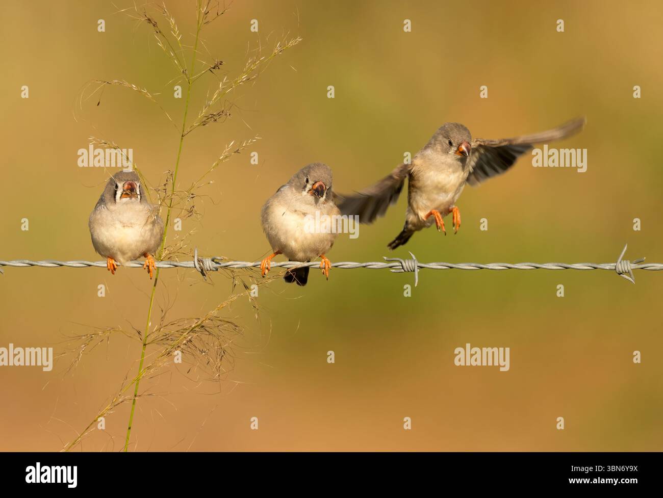 Zebra Finch (Taeniopygia guttata) mangiando semi d'erba. E gli uccelli che decollano nel Queensland, Australia. Foto Stock