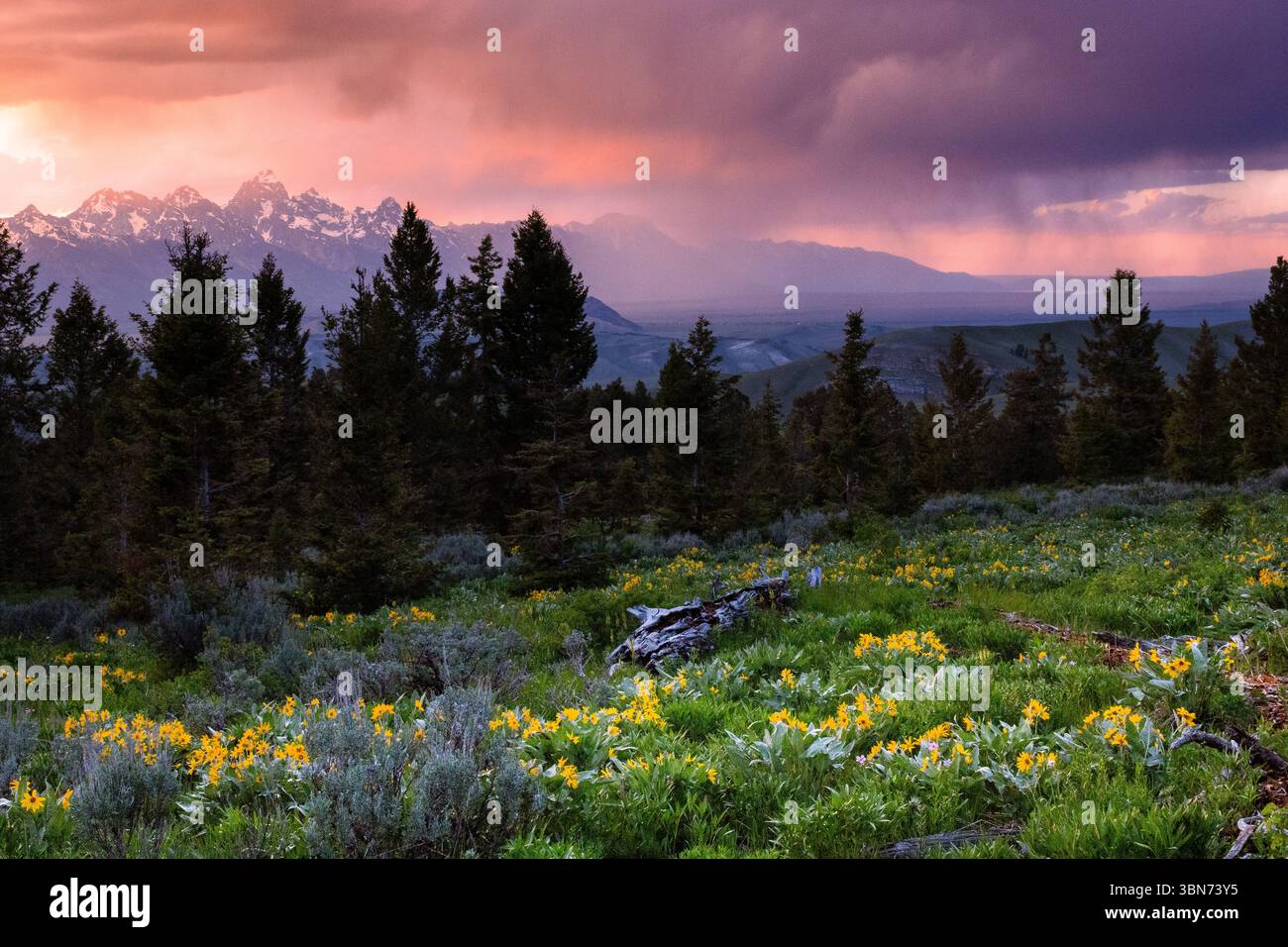 Fiori selvatici di balsamroot di Arrowleaf che fioriscono sotto un colorato tramonto prodotto dalle tempeste vicino al Curtis Canyon nelle montagne Gros Ventre. Bridger-Teton Foto Stock