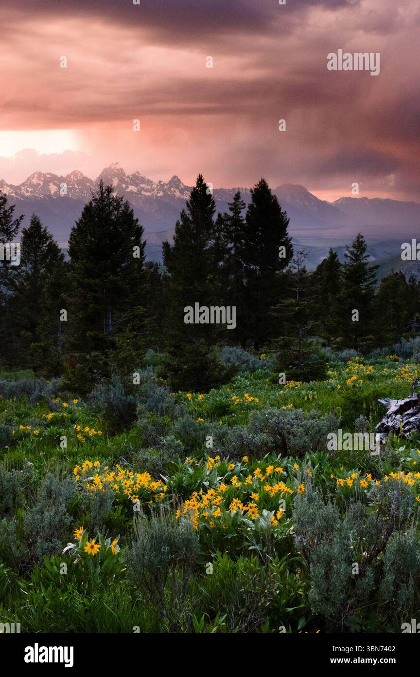 Fiori selvatici di balsamroot di Arrowleaf che fioriscono sotto un colorato tramonto prodotto dalle tempeste vicino al Curtis Canyon nelle montagne Gros Ventre. Bridger-Teton Foto Stock