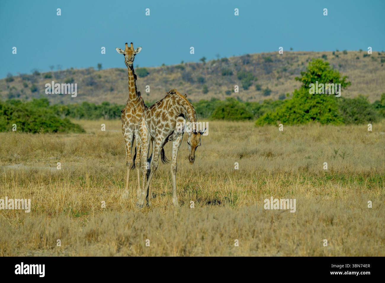 Una giraffa meridionale (Giraffa camelopardalis) è al pascolo (comportamento insolito) nell'area di Savuti nel Parco Nazionale del Chobe, in Botswana. Foto Stock