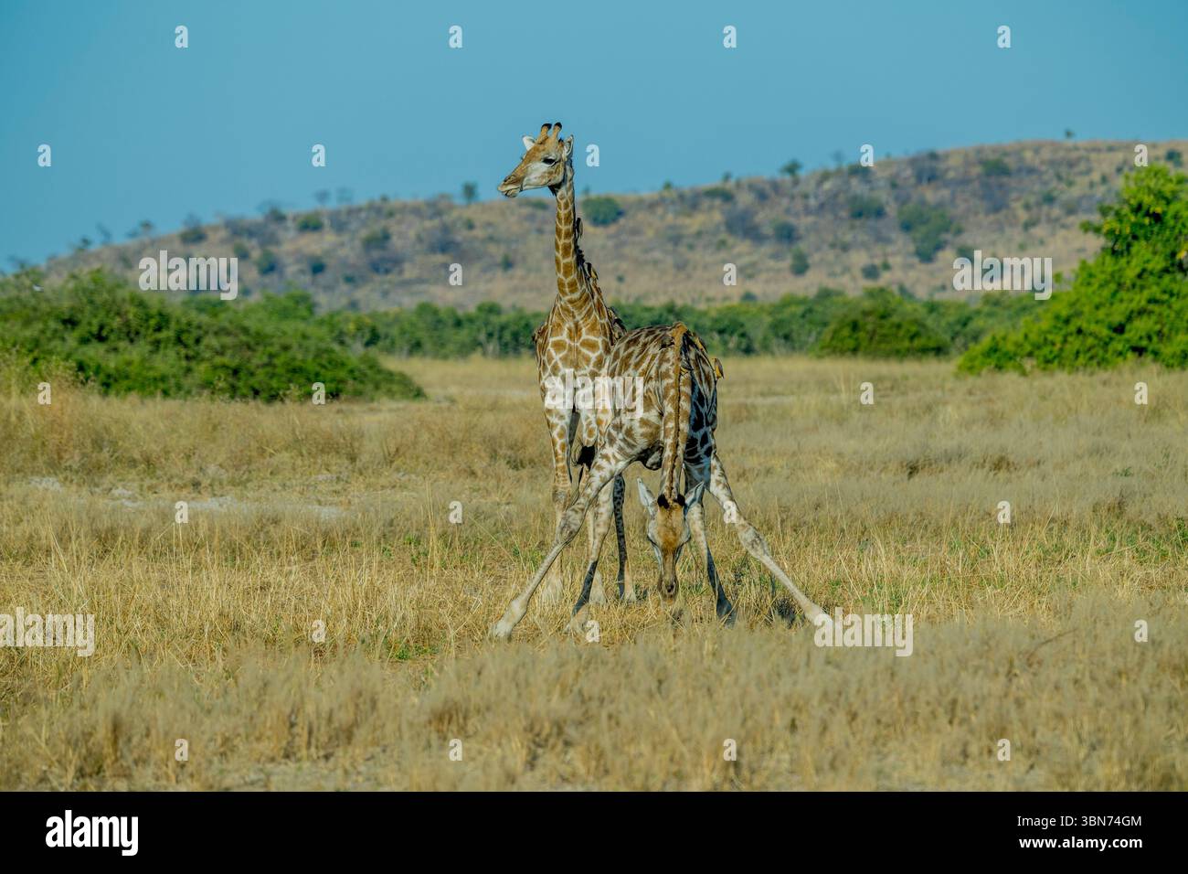 Una giraffa meridionale (Giraffa camelopardalis) è al pascolo (comportamento insolito) nell'area di Savuti nel Parco Nazionale del Chobe, in Botswana. Foto Stock