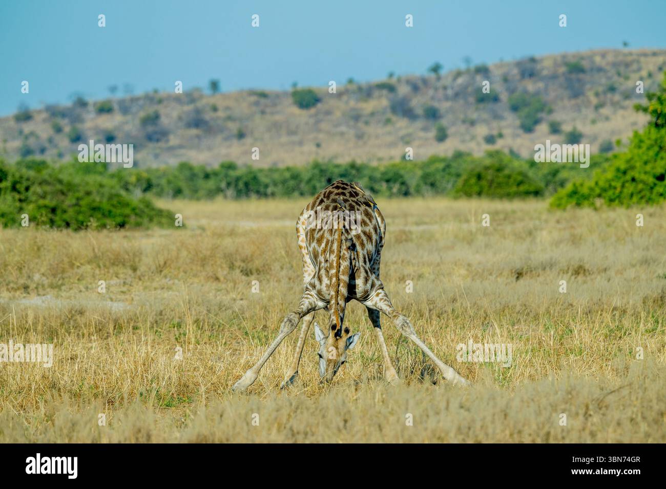 Una giraffa meridionale (Giraffa camelopardalis) è al pascolo (comportamento insolito) nell'area di Savuti nel Parco Nazionale del Chobe, in Botswana. Foto Stock