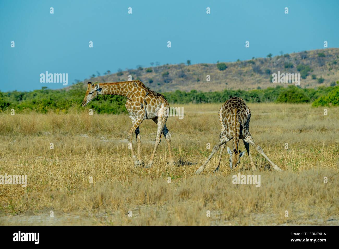Una giraffa meridionale (Giraffa camelopardalis) è al pascolo (comportamento insolito) nell'area di Savuti nel Parco Nazionale del Chobe, in Botswana. Foto Stock