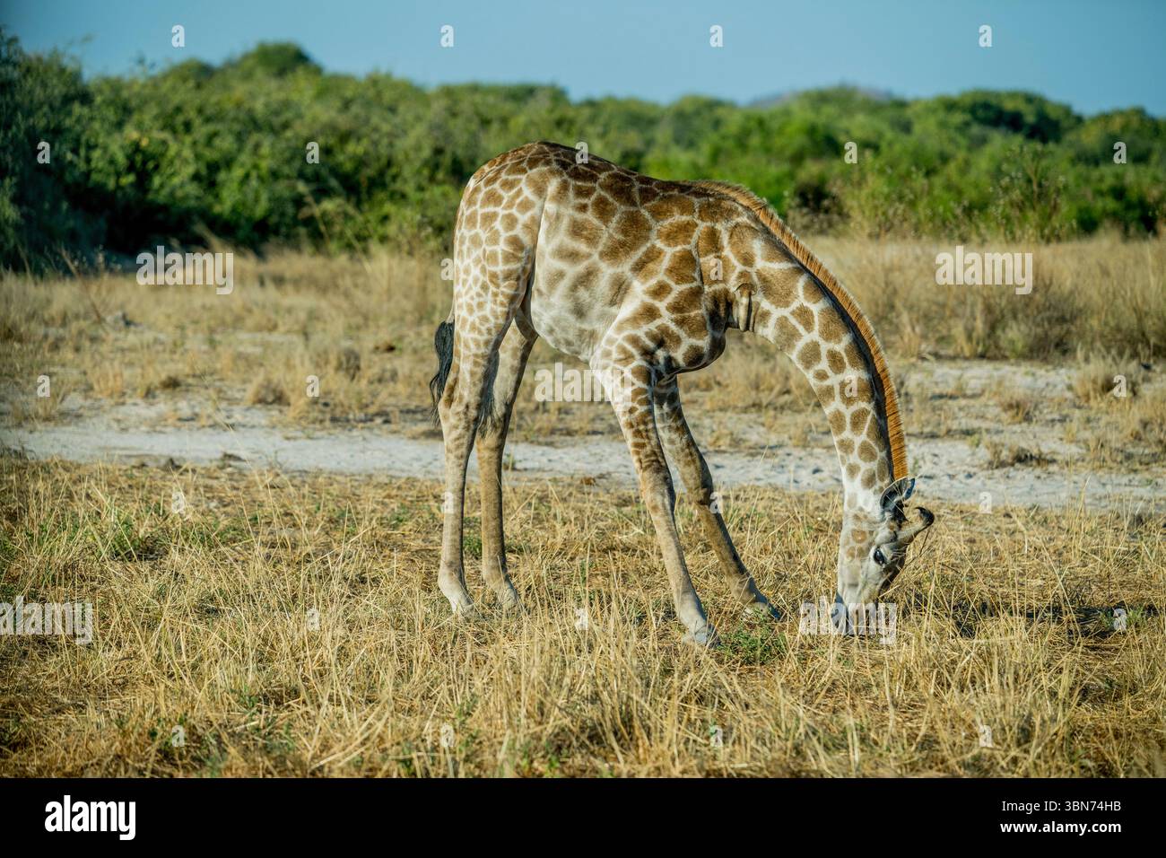 Una giraffa meridionale (Giraffa camelopardalis) è al pascolo (comportamento insolito) nell'area di Savuti nel Parco Nazionale del Chobe, in Botswana. Foto Stock
