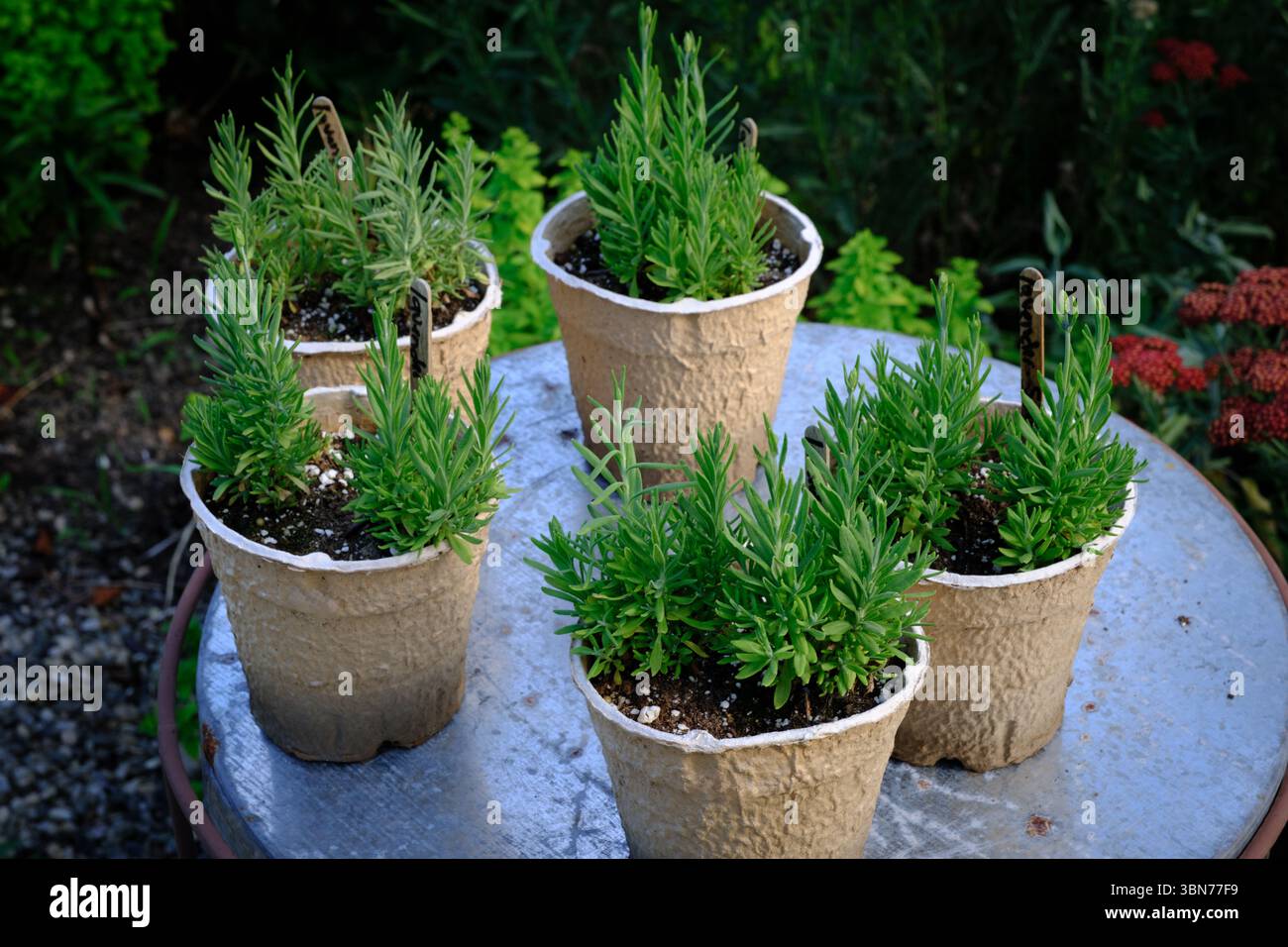 Cinque piccole pentole biodegradabili riempite di piante di lavanda disposte su un tavolo in metallo resistente agli agenti atmosferici. Ideale per i temi del giardinaggio. Foto Stock