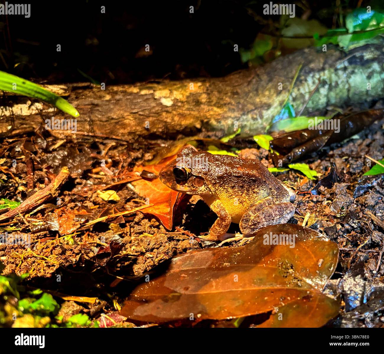 Rana (Platymantis sp.) Sul pavimento della foresta pluviale di notte, isola di Tetepare, Provincia Occidentale, Isole Salomone Foto Stock