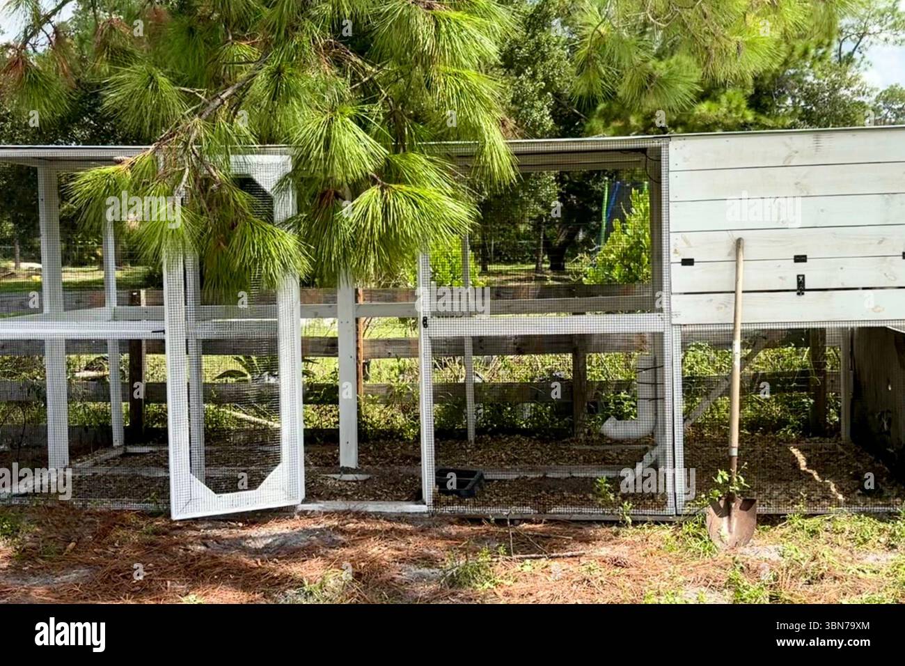 Una culla di pollo fai-da-te con rivestimento in legno bianco, ombreggiata da un alto pino, con una pala appoggiata sul lato Foto Stock