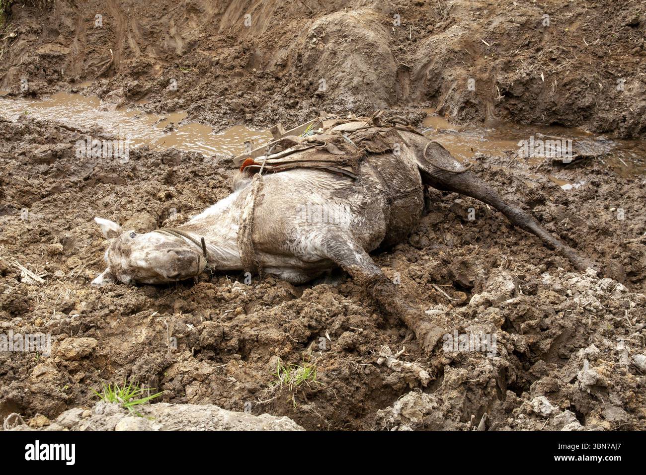 Cavallo da tiro, cavallo cadde e ferito mentre trasportava tavole giù da una montagna, provincia di Imbabura, Ecuador, Sud America Foto Stock