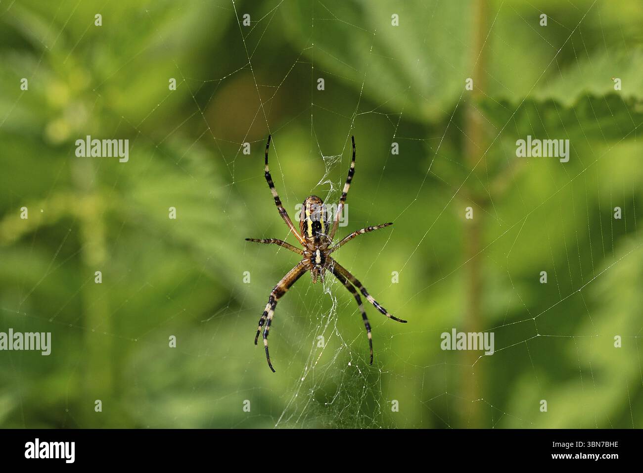 Ragno WASP, animali, insetti, ragno (Argiope bruennichi), ragnatela, ragni, aracnidi, ragno zebra, Baden-Wuerttemberg, Federal Repub Foto Stock