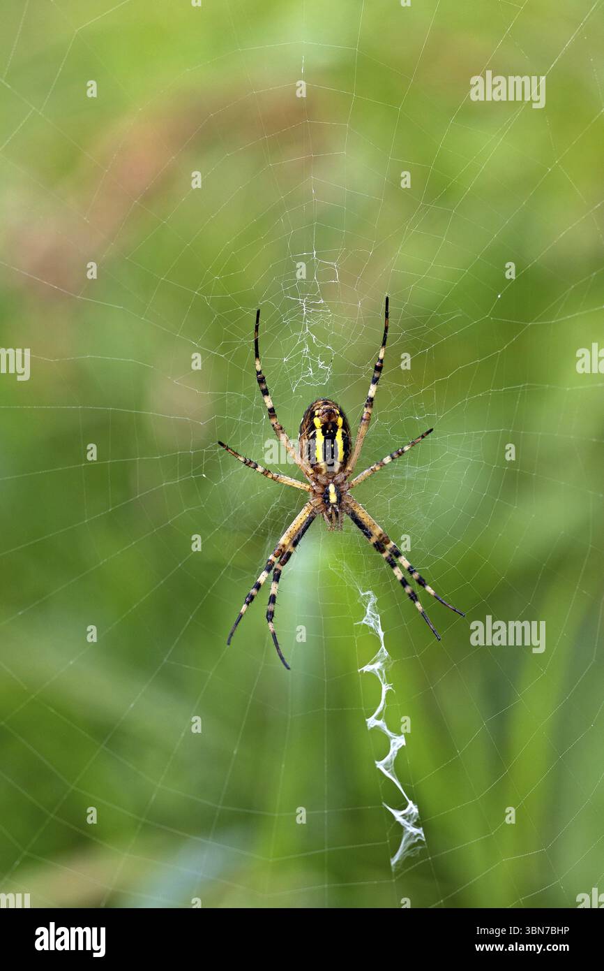 Ragno WASP, animali, insetti, ragno (Argiope bruennichi), ragnatela, ragni, aracnidi, ragno zebra, Baden-Wuerttemberg, Federal Repub Foto Stock