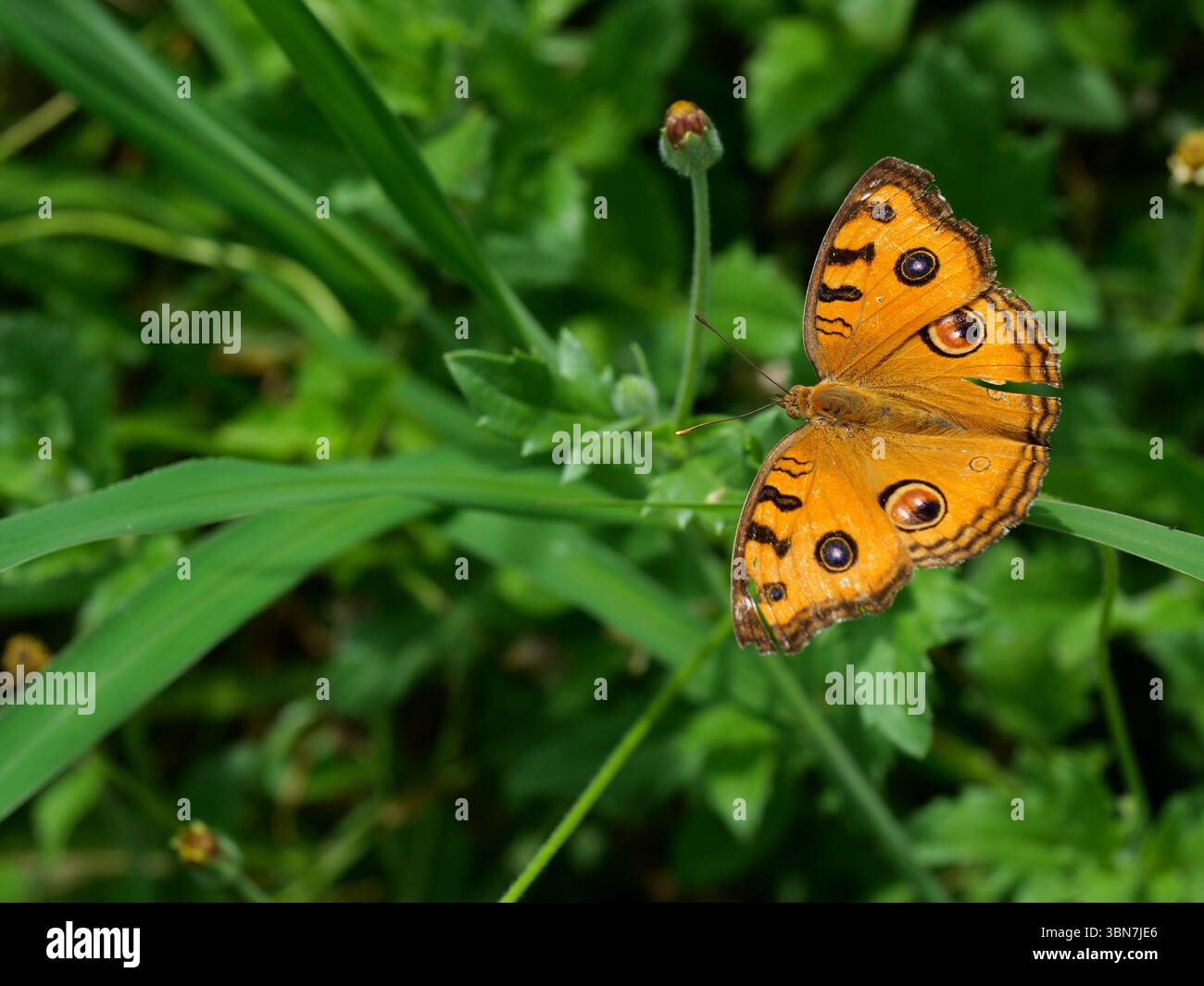 La farfalla di Peacock Pansy (Junonia almana) su foglia con fondo verde naturale, modello simile agli occhi sull'ala di insetto di colore arancione Foto Stock