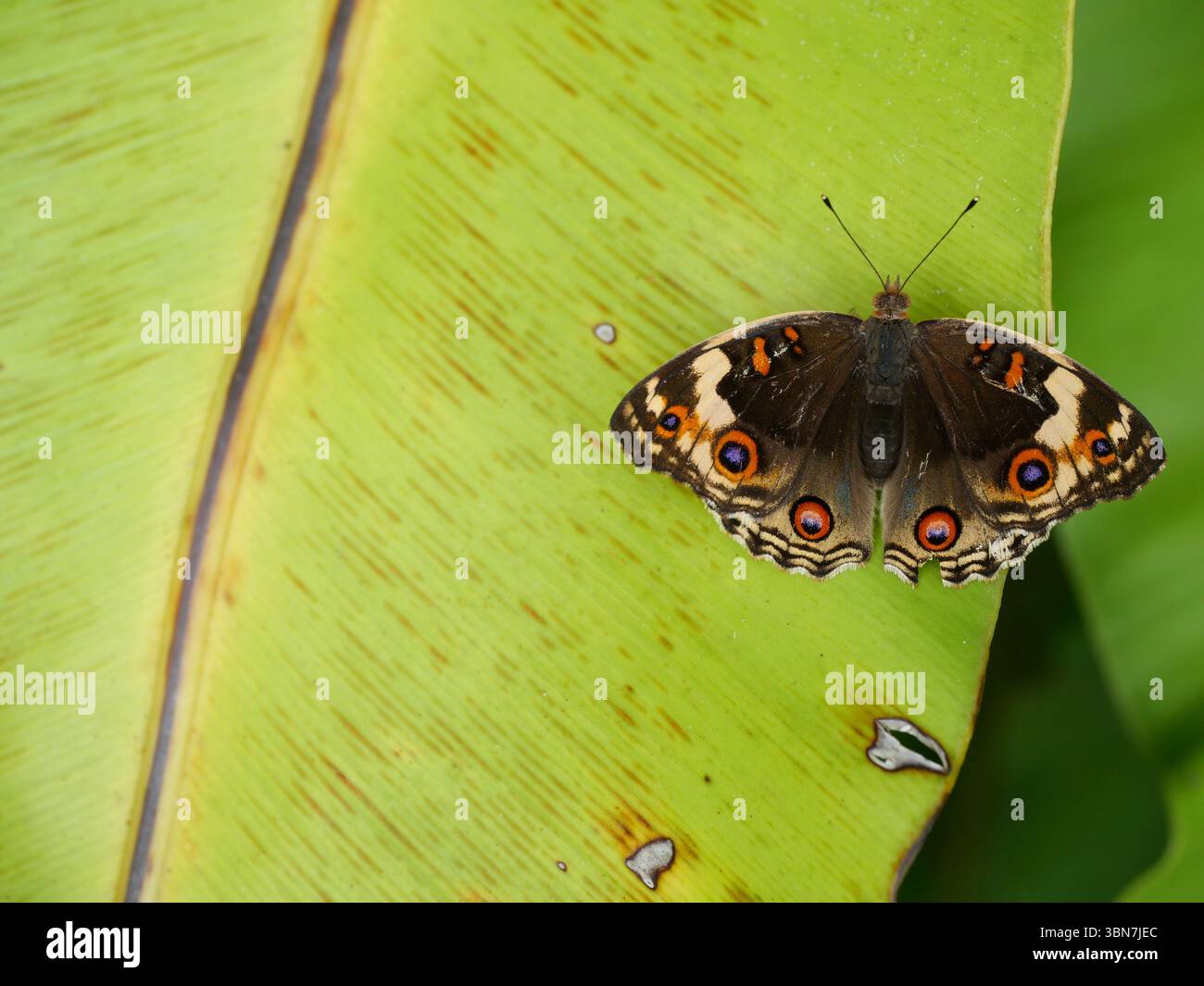 Femmina Blue Pansy Butterfly su foglia di pianta di albero con sfondo verde naturale, il motivo ricorda gli occhi arancioni sul nero, blu e viola Foto Stock